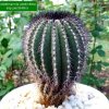 Uebelmannia _pectinifera _ssp.pectinifera_ 05